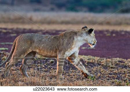 Stock Image - Close up side view of lioness with wet fur stalking in dry grass near track, Lewa Downs, Kenya, East Africa. Fotosearch