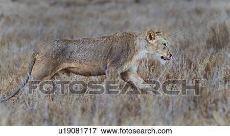 Close up side view of lioness with wet fur stalking in long dry grass, Lewa Downs, Kenya, East Africa View Large Photo Image Stock Photo - Close up side view of lioness with wet fur stalking in long dry grass, Lewa Downs, Kenya, East Africa. Fotosearch