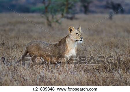 Close up side view of lioness with wet fur standing in long dry grass, Lewa Downs, Kenya, East Africa View Large Photo Image Stock Photo - Close up side view of lioness with wet fur standing in long dry grass, Lewa Downs, Kenya, East Africa. Fotosearch