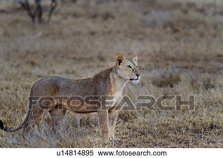 Close up side view of lioness with wet fur standing in dry grass, Lewa Downs, Kenya, East Africa View Large Photo Image Stock Photography - Close up side view of lioness with wet fur standing in dry grass, Lewa Downs, Kenya, East Africa. Fotosearch