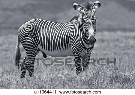 Stock Image - Close up side view of male Grevy zebra standing in grass, head turned to face viewer, desaturated image, Lewa Downs, Kenya, East Africa. Fotosearch