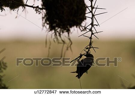Stock Photo - Close up silhouette view of African golden weaver bird perching on acacia thorn, with grass stalk to builds its adjacent nest, Masai Mara, Kenya, East Africa. Fotosearch