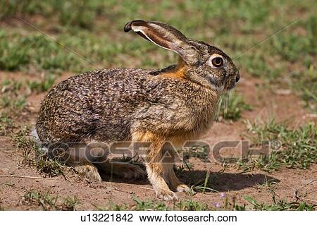 Close up view from side, of African Hare, sitting crouching on grass, Masai Mara, Kenya, East Africa View Large Photo Image Stock Image - Close up view from side, of African Hare, sitting crouching on grass, Masai Mara, Kenya, East Africa. Fotosearch