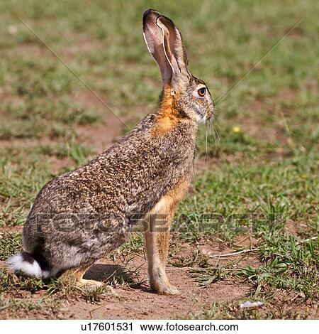 Close up view from side, of African Hare, sitting upright on grass, Masai Mara, Kenya, East Africa View Large Photo Image Stock Image - Close up view from side, of African Hare, sitting upright on grass, Masai Mara, Kenya, East Africa. Fotosearch