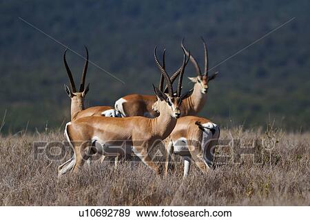 Stock Photo - Close up view of four impala in tight group in long dry grass, with background of blue-green woodland, Lewa Downs, Kenya, East Africa. Fotosearch