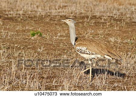 Stock Image - Close up view of Kori Bustard walking in dry grass, side view, Lewa Downs, Kenya, East Africa. Fotosearch