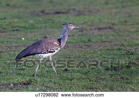 Close up view of Kori Bustard walking in grass, side view, Masai Mara, Kenya, East Africa View Large Photo Image Stock Image - Close up view of Kori Bustard walking in grass, side view, Masai Mara, Kenya, East Africa. Fotosearch