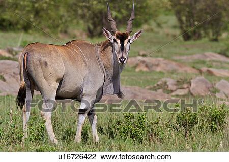 Stock Image - Close up view of large male eland, side view, Masai Mara, Kenya, East Africa. Fotosearch