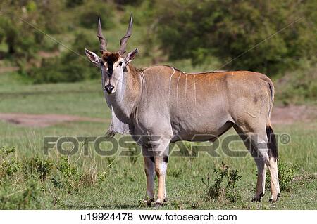 Close up view of large male eland, side view, Masai Mara, Kenya, East Africa View Large Photo Image Stock Photo - Close up view of large male eland, side view, Masai Mara, Kenya, East Africa. Fotosearch