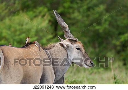 Stock Image - Close up view of large male eland, detail, with face turned to viewer, three oxpecker birds perching, Masai Mara, Kenya, East Africa. Fotosearch