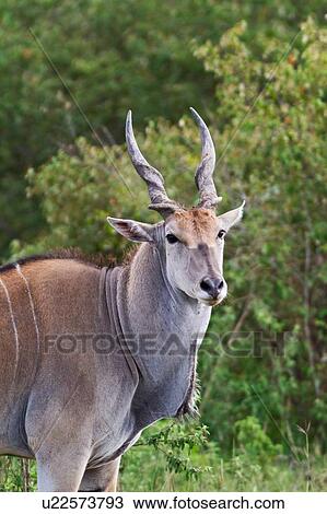 Stock Image - Close up view of large male eland, detail of face turned to viewer, Masai Mara, Kenya, East Africa. Fotosearch
