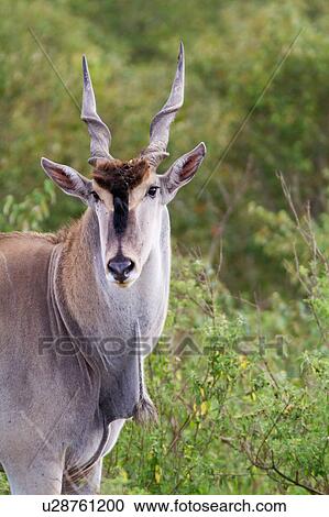 Close up view of large male eland, detail of face turned to viewer, Masai Mara, Kenya, East Africa View Large Photo Image Stock Image - Close up view of large male eland, detail of face turned to viewer, Masai Mara, Kenya, East Africa. Fotosearch