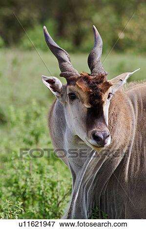 Close up view of large male eland, detail of face turned to viewer, Masai Mara, Kenya, East Africa View Large Photo Image Stock Photo - Close up view of large male eland, detail of face turned to viewer, Masai Mara, Kenya, East Africa. Fotosearch