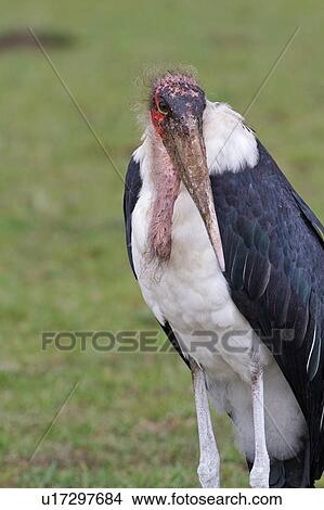 Picture - Close up view of Marabou stork, standing on grass, head and body detail, Masai Mara, Kenya, East Africa. Fotosearch
