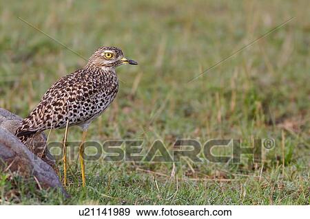 Stock Photo - Close up view of Spotted Thick-nee standing in grass beside rock, side view, Masai Mara, Kenya, East Africa. Fotosearch
