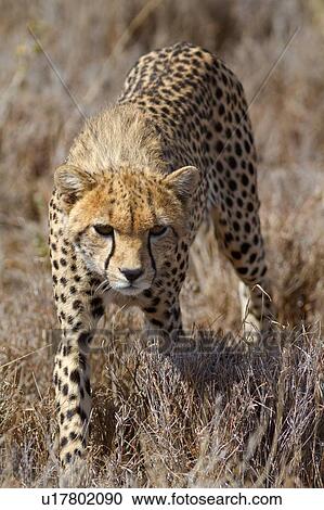 Stock Image - Close up view of young cheetah walking in long, dry grass towards viewer, Lewa Downs, Kenya, East Africa. Fotosearch