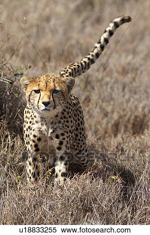 Close up view of young cheetah walking in long, dry grass towards viewer with tail up, Lewa Downs, Kenya, East Africa View Large Photo Image Stock Photography - Close up view of young cheetah walking in long, dry grass towards viewer with tail up, Lewa Downs, Kenya, East Africa. Fotosearch