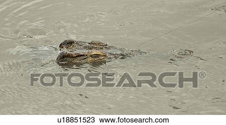 Stock Image - Crocodile swimming in river, detail close up of head with eye and snout protruding from water surface, Masai Mara, Kenya, East Africa. Fotosearch