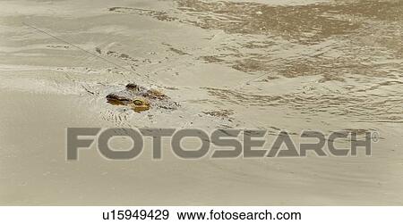 Stock Photo - Crocodile swimming in river, detail close up of head with eye and snout protruding from water surface, Masai Mara, Kenya, East Africa. Fotosearch