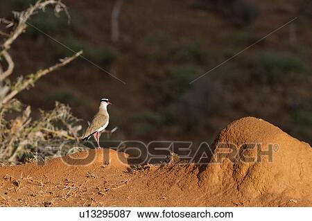 Crowned plover in golden evening sunlight, standing on termite mound, Lewa Downs, Kenya, East Africa View Large Photo Image Stock Photo - Crowned plover in golden evening sunlight, standing on termite mound, Lewa Downs, Kenya, East Africa. Fotosearch