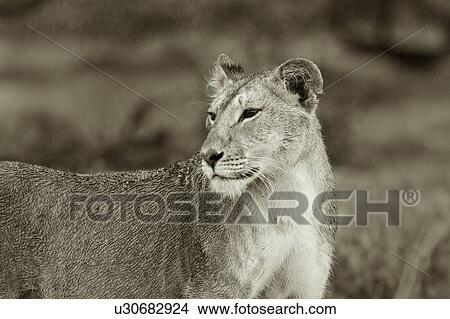 Picture - Desaturated close up frontal detail of face and front of lioness with wet fur, Lewa Downs, Kenya, East Africa. Fotosearch