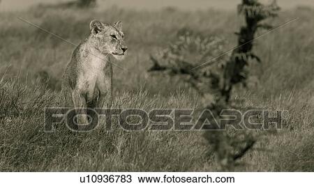 Stock Image - Desaturated close up frontal view of lioness sitting in long dry grass, Lewa Downs, Kenya, East Africa. Fotosearch