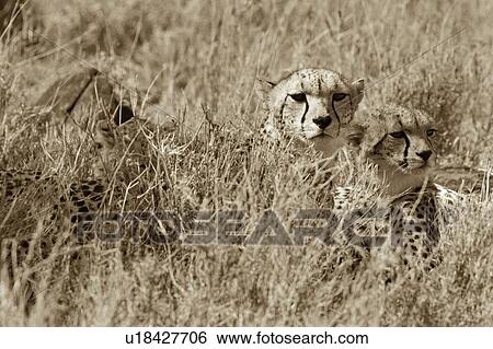 Desaturated close up of three young cheetahs lying in long dry grass, Lewa Downs, Kenya, East Africa View Large Photo Image Stock Photograph - Desaturated close up of three young cheetahs lying in long dry grass, Lewa Downs, Kenya, East Africa. Fotosearch
