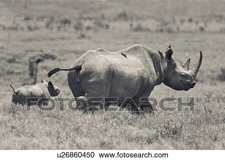 Desaturated image of adult female rhino running as seen from the side, with very young baby behind her, and oxpeckers on her back, Lewa Downs, Kenya, East Africa View Large Photo Image Stock Image - Desaturated image of adult female rhino running as seen from the side, with very young baby behind her, and oxpeckers on her back, Lewa Downs, Kenya, East Africa. Fotosearch