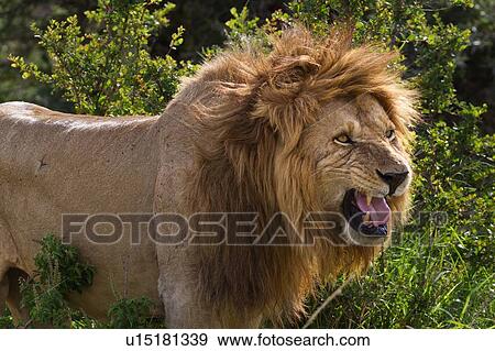 Stock Photo - Detail front-side view of large male lion, standing near bushes, late afternoon light, Masai Mara, Kenya, East Africa. Fotosearch
