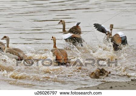 Egyptian geese launching into river with splashing, Masai Mara, Kenya, East Africa View Large Photo Image Stock Photo - Egyptian geese launching into river with splashing, Masai Mara, Kenya, East Africa. Fotosearch