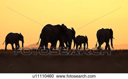 Elephant herd silhouetted against orange yellow sky at sunset as they walk by, Amboseli lake bed, Kenya, East Africa View Large Photo Image Stock Image - Elephant herd silhouetted against orange yellow sky at sunset as they walk by, Amboseli lake bed, Kenya, East Africa. Fotosearch