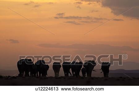 Elephant herd silhouetted against orange yellow sky at sunset as they walk by, Amboseli lake bed, Kenya, East Africa View Large Photo Image Stock Image - Elephant herd silhouetted against orange yellow sky at sunset as they walk by, Amboseli lake bed, Kenya, East Africa. Fotosearch