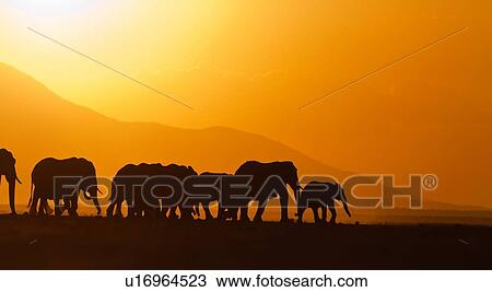 Elephant herd silhouetted against orange yellow sky and hills at sunset as they walk by, Amboseli lake bed, Kenya, East Africa View Large Photo Image Stock Image - Elephant herd silhouetted against orange yellow sky and hills at sunset as they walk by, Amboseli lake bed, Kenya, East Africa. Fotosearch