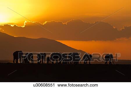 Stock Image - Elephant herd silhouetted against orange yellow sky and hills at sunset as they walk by, Amboseli lake bed, Kenya, East Africa. Fotosearch