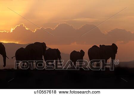 Stock Photo - Elephant herd silhouetted against orange yellow sky and hills at sunset as they walk by, Amboseli lake bed, Kenya, East Africa. Fotosearch