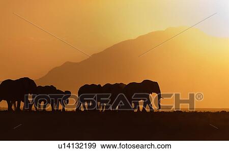 Stock Photo - Elephant herd silhouetted against orange yellow sky and hills at sunset as they walk by, Amboseli lake bed, Kenya, East Africa. Fotosearch