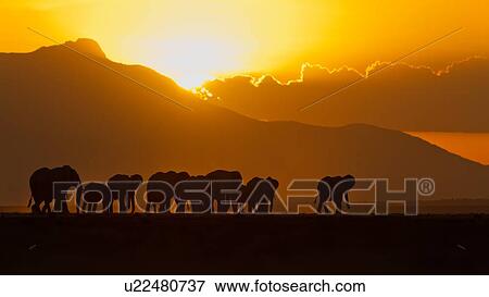 Elephant herd silhouetted against orange yellow sky and hills at sunset as they walk by, Amboseli lake bed, Kenya, East Africa View Large Photo Image Stock Photo - Elephant herd silhouetted against orange yellow sky and hills at sunset as they walk by, Amboseli lake bed, Kenya, East Africa. Fotosearch