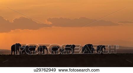 Elephant herd silhouetted against orange yellow sky at sunset as they walk by, Amboseli lake bed, Kenya, East Africa View Large Photo Image Stock Photo - Elephant herd silhouetted against orange yellow sky at sunset as they walk by, Amboseli lake bed, Kenya, East Africa. Fotosearch
