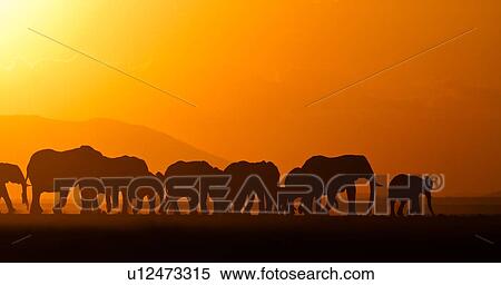 Stock Photography - Elephant herd silhouetted against orange yellow sky and hills at sunset as they walk by, Amboseli lake bed, Kenya, East Africa. Fotosearch