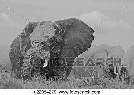 Elephant herd wading in swamp, close up monochrome,, Amboseli, Kenya, East Africa View Large Photo Image Stock Image - Elephant herd wading in swamp, close up monochrome,, Amboseli, Kenya, East Africa. Fotosearch