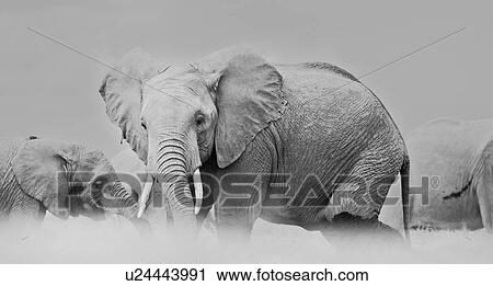 Stock Image - Elephant herd wading in swamp, close up monochrome,, Amboseli, Kenya, East Africa. Fotosearch