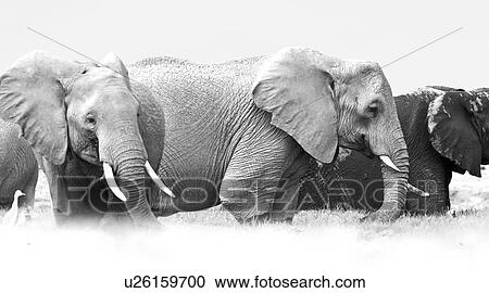 Elephant herd wading in swamp, close up monochrome,, Amboseli, Kenya, East Africa View Large Photo Image Stock Image - Elephant herd wading in swamp, close up monochrome,, Amboseli, Kenya, East Africa. Fotosearch