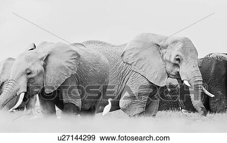 Stock Photo - Elephant herd wading in swamp, close up monochrome,, Amboseli, Kenya, East Africa. Fotosearch