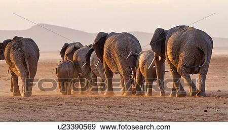 Stock Photo - Elephant herd walking towards sunset in golden light, back view, close up, Amboseli lake bed, Kenya, East Africa. Fotosearch