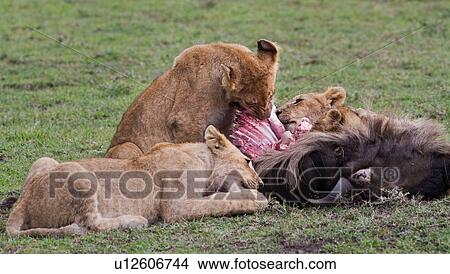 Picture - Family group of lions around a wildebeest carcass, eating, Masai Mara, Kenya, East Africa. Fotosearch