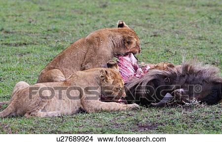 Family group of lions around a wildebeest carcass, eating, Masai Mara, Kenya, East Africa View Large Photo Image Picture - Family group of lions around a wildebeest carcass, eating, Masai Mara, Kenya, East Africa. Fotosearch