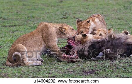 Family group of lions around a wildebeest carcass, eating, Masai Mara, Kenya, East Africa View Large Photo Image Stock Image - Family group of lions around a wildebeest carcass, eating, Masai Mara, Kenya, East Africa. Fotosearch