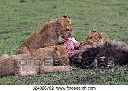 Family group of lions around a wildebeest carcass, eating, Masai Mara, Kenya, East Africa View Large Photo Image Stock Image - Family group of lions around a wildebeest carcass, eating, Masai Mara, Kenya, East Africa. Fotosearch