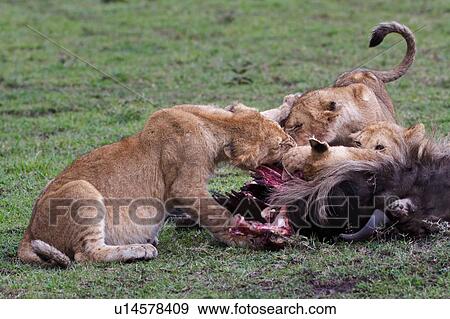 Stock Photo - Family group of lions around a wildebeest carcass, eating, Masai Mara, Kenya, East Africa. Fotosearch