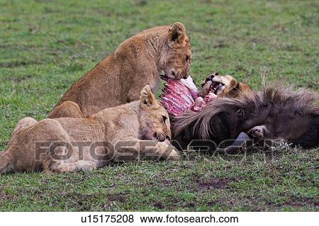 Family group of lions around a wildebeest carcass, eating, Masai Mara, Kenya, East Africa View Large Photo Image Stock Photo - Family group of lions around a wildebeest carcass, eating, Masai Mara, Kenya, East Africa. Fotosearch